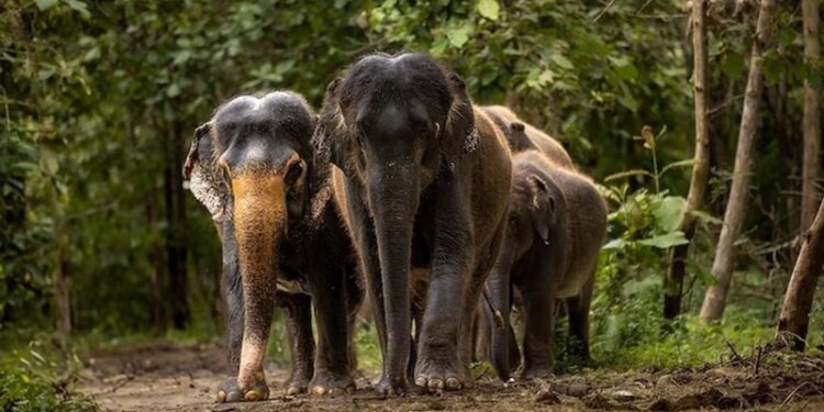 Vantara: అనంత్ అంబానీ ‘వంతారా’ అభయారణ్యం రహస్యాలు.. జియోహాట్‌స్టార్‌లో అద్భుతమైన డాక్యుమెంటరీ